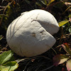 Common Puffball Mushroom