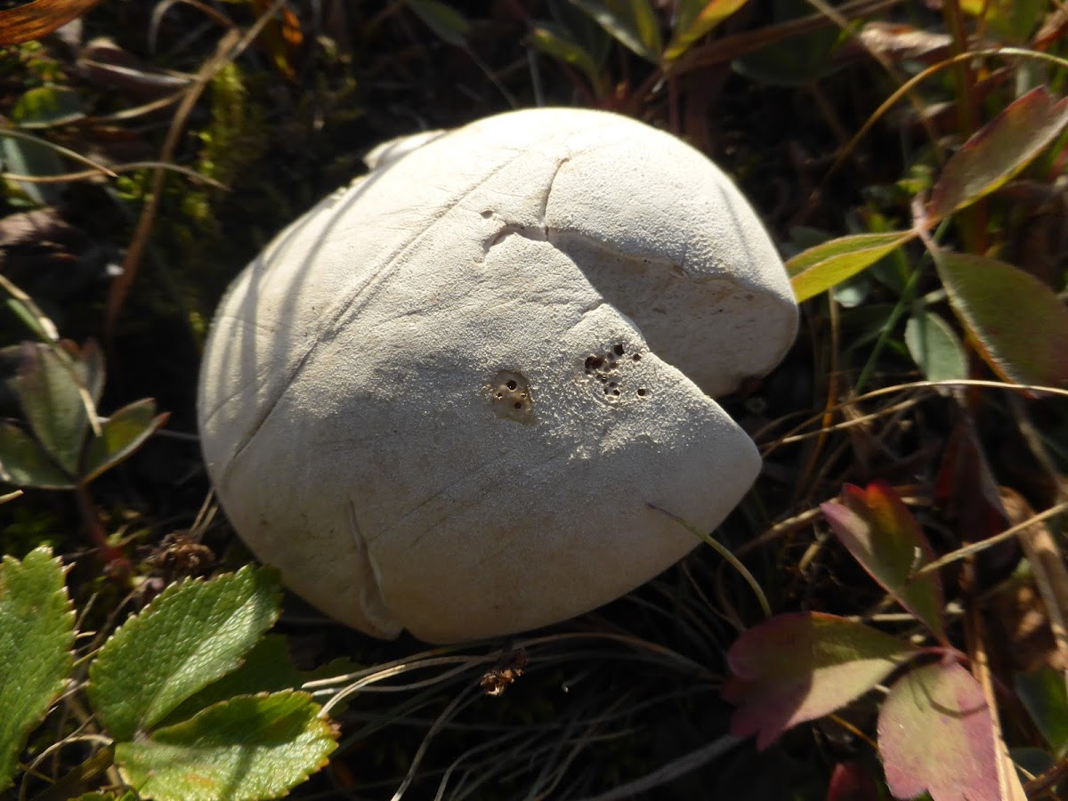 Common Puffball Mushroom