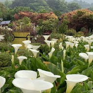 【竹子湖】苗榜花園餐廳