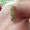 Quaker Caterpillar