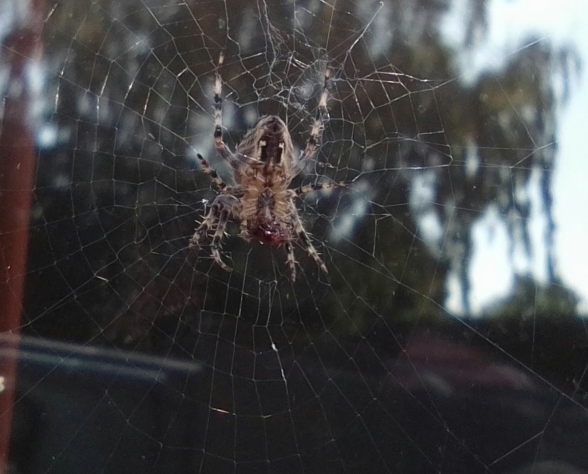 Garden Spider