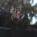 Garden Spider