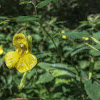 Pale Jewelweed