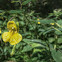 Pale Jewelweed