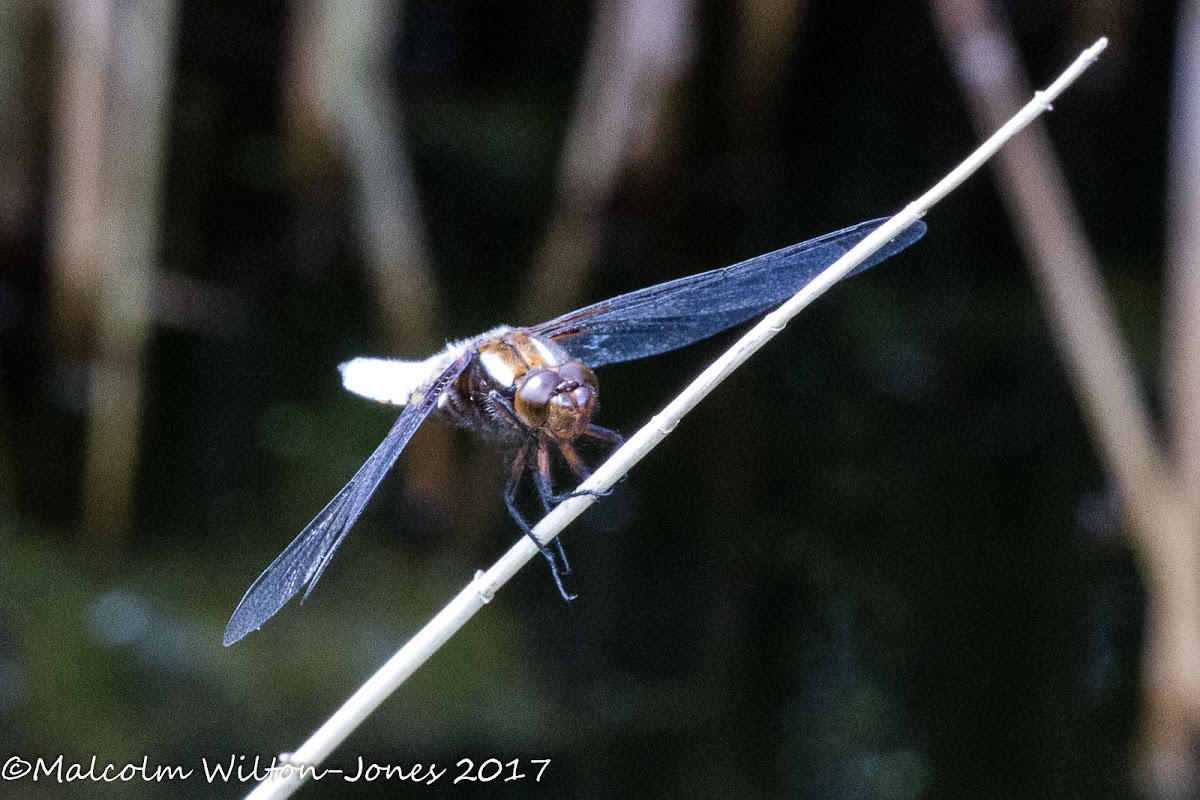 Broad-bodied Chaser