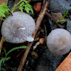 Lepiota