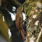 Spot-crowned woodcreeper