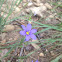 Blue-eyed Grass