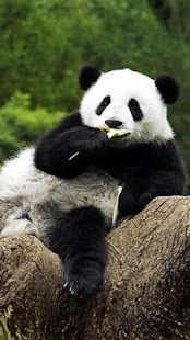 Oso Panda  Fondo Animado Aplicaciones en Google Play