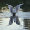 Glaucous-winged Gull