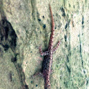 Indian day gecko