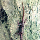 Indian day gecko