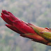 Giant Spear Lily