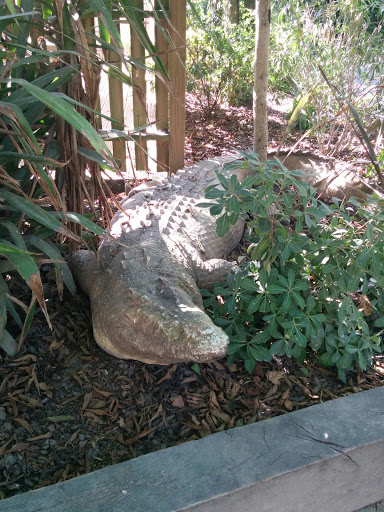 Crocodile