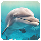 Download Dolphin Wallpaper For PC Windows and Mac 1.03