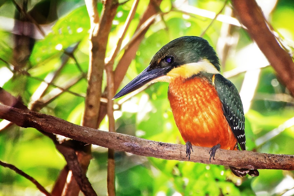 Martim-pescador-da-mata (Green-and-rufous Kingfisher)