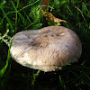 Yellow Bulbed Mushroom/Wijnrodechampignon