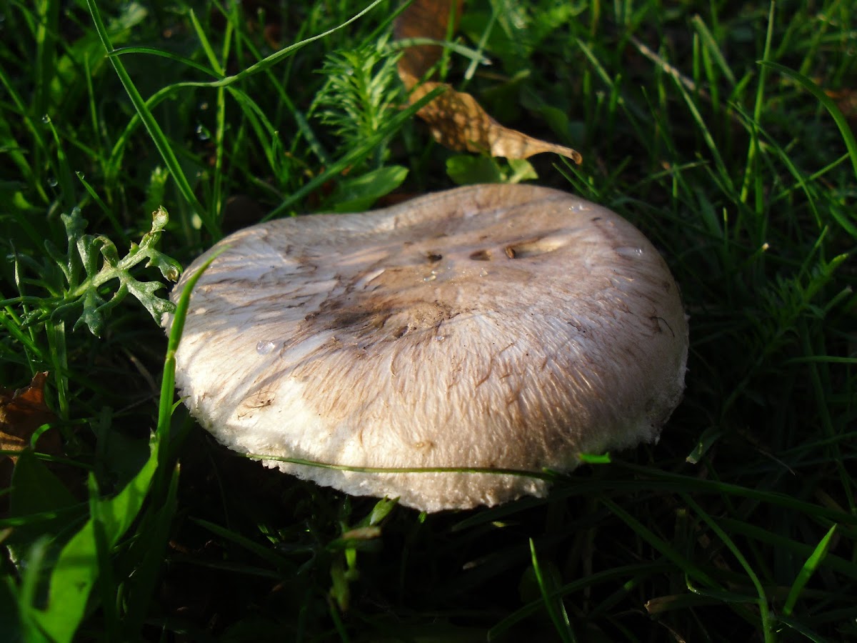 Yellow Bulbed Mushroom/Wijnrodechampignon