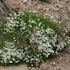 Alpine sandwort