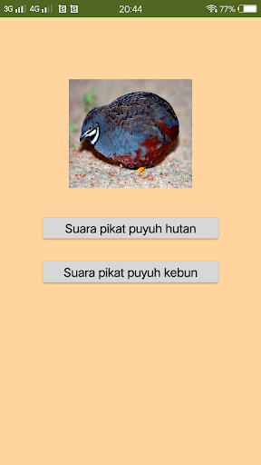 Suara pikat burung puyuh