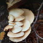 Oyster Mushroom