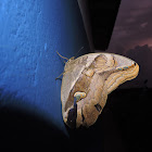Mariposa buho (Prima)