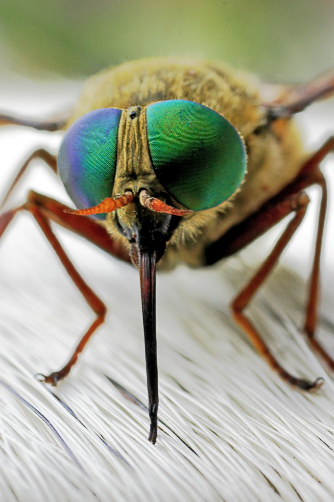 Occhi verdi di Tafano su mucca di tecnozac