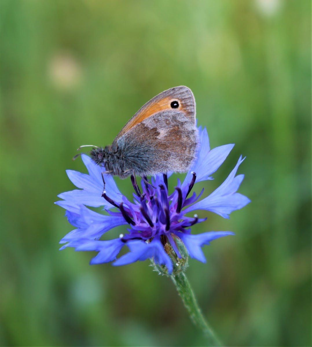 Small Heath, Kleines Wiesenvögelchen