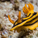 Josh's Chromodoris