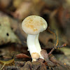 Pale Bolete