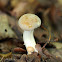 Pale Bolete