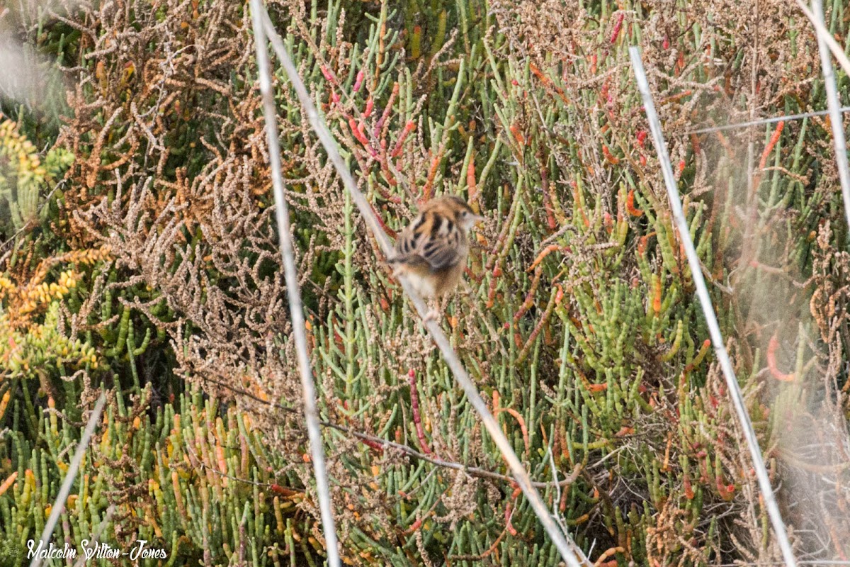 Zitting isticola; Buitrón