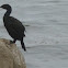 Pelagic cormorant