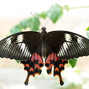 Common Mormon form romulus