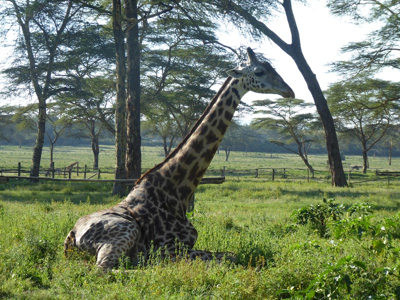 Un poquito de Kenia: Lagos Naivasha y Nakuru, Samburu y Masai Mara - Blogs de Kenia - CRESCENT ISLAND. Santuario de Aves y Herbivoros. (5)