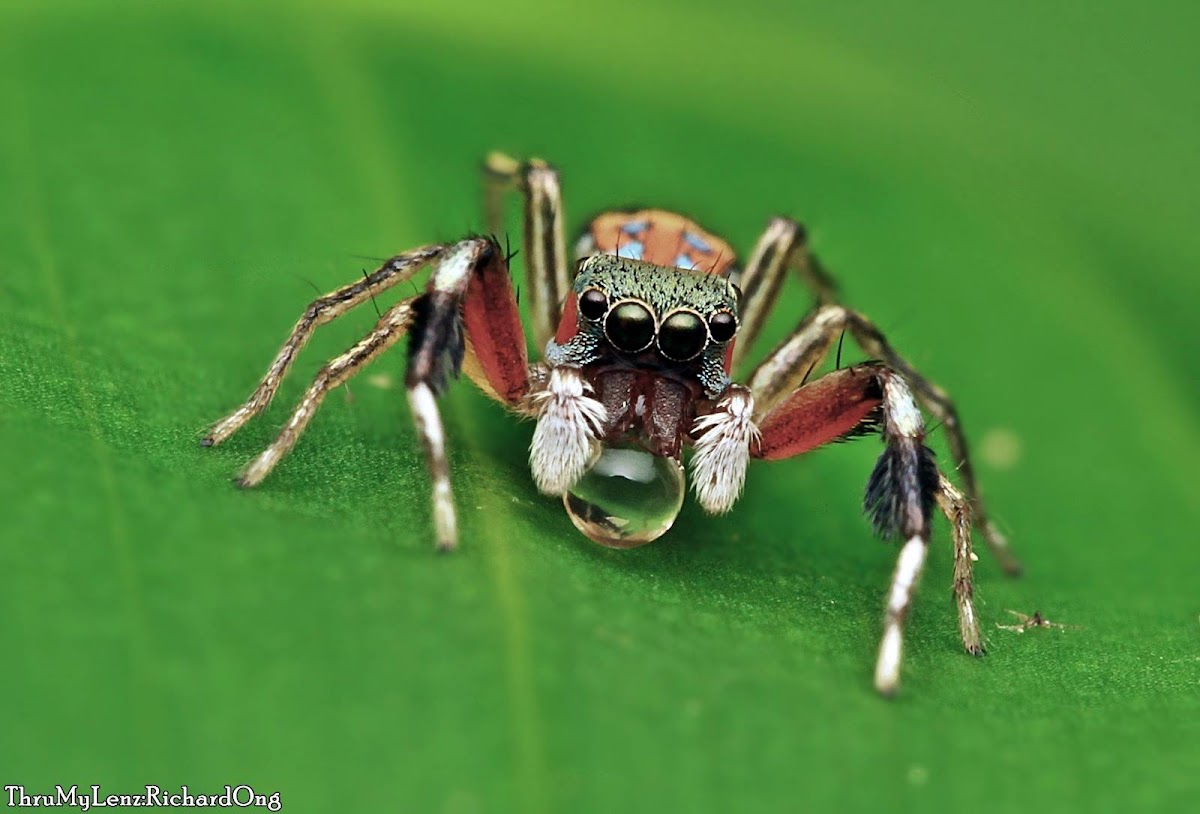 Jade Jumping Spider