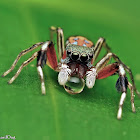 Jade Jumping Spider