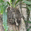 bird's-nest fern