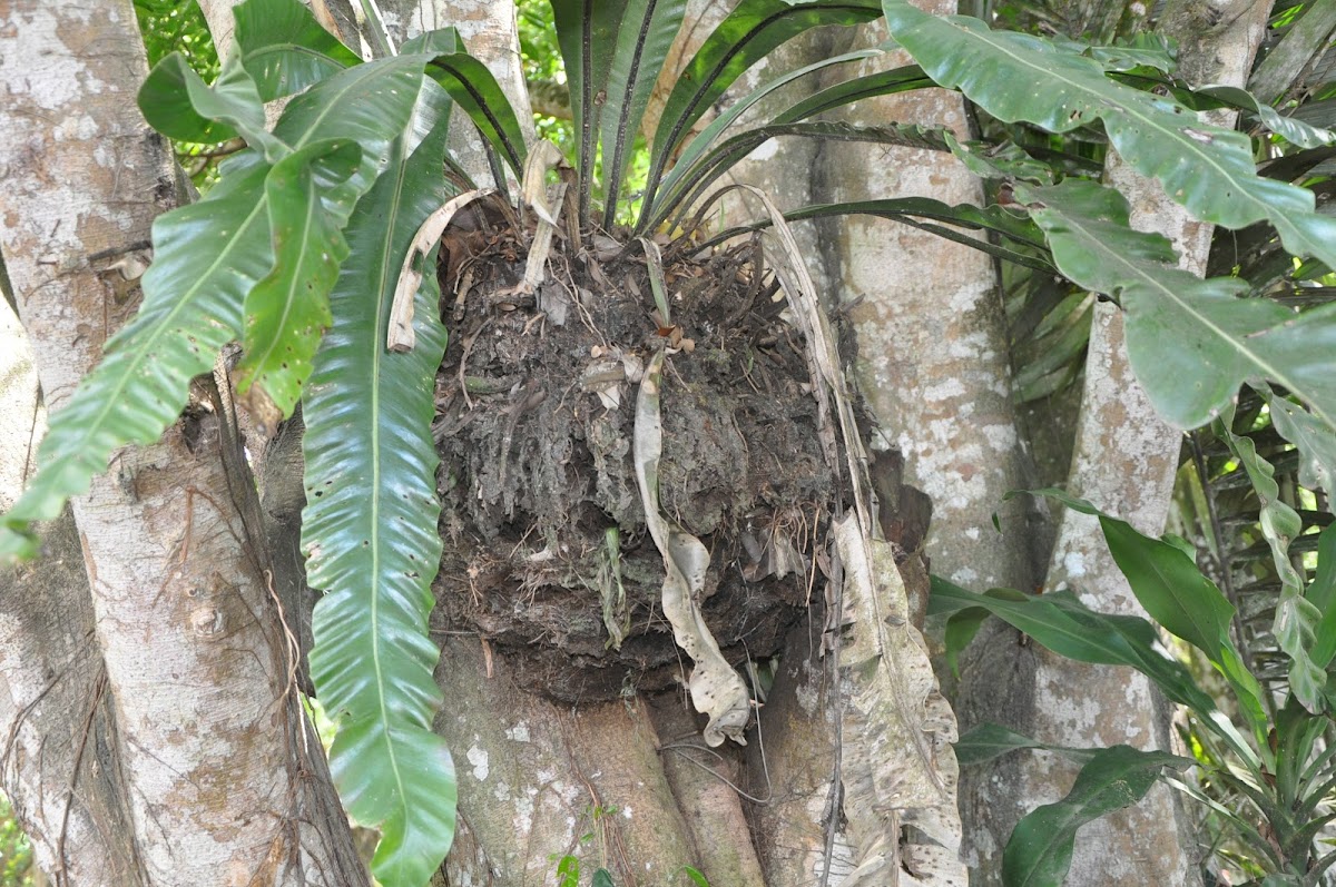 bird's-nest fern