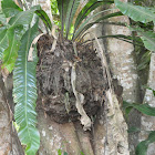 bird's-nest fern