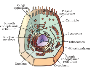 Solution Image