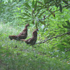 Ruffed Grouse