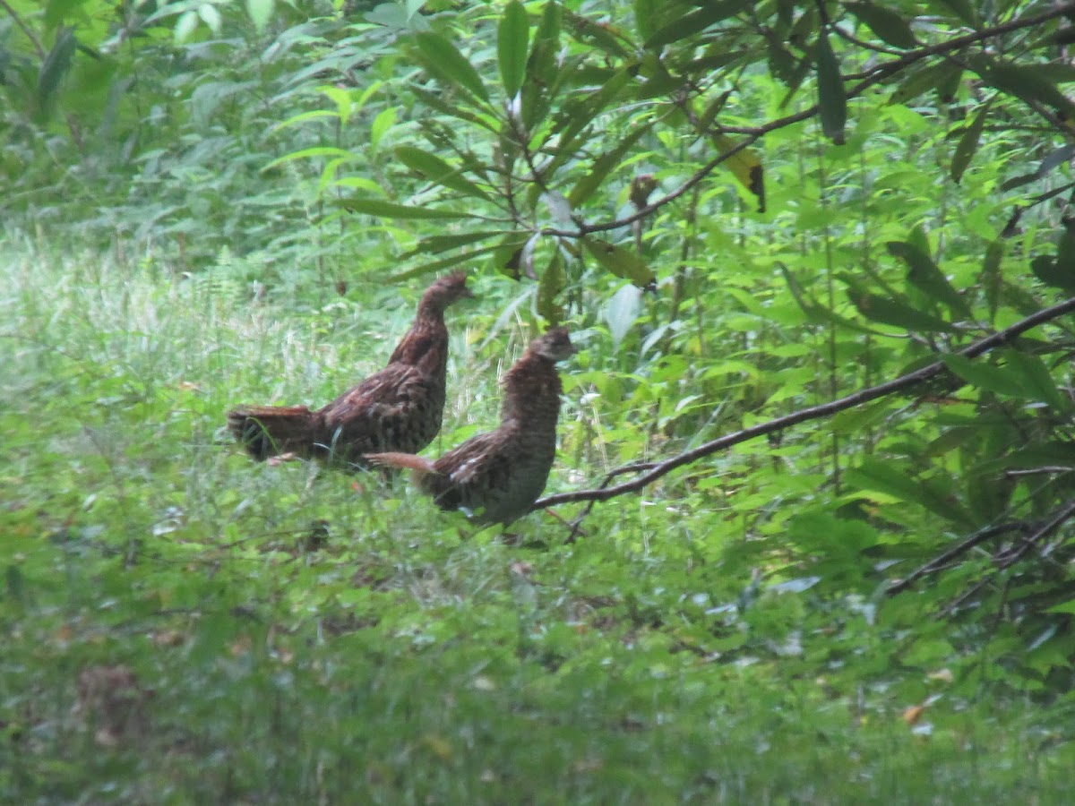 Ruffed Grouse