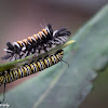 Milkweed Tussock Caterpillar