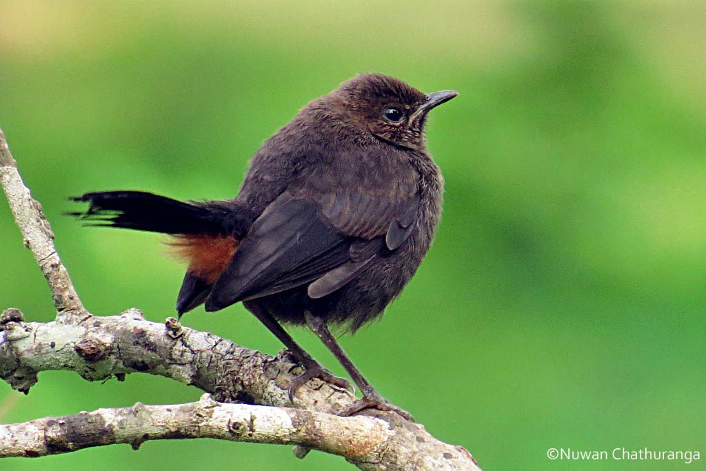 Indian robin