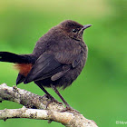 Indian robin