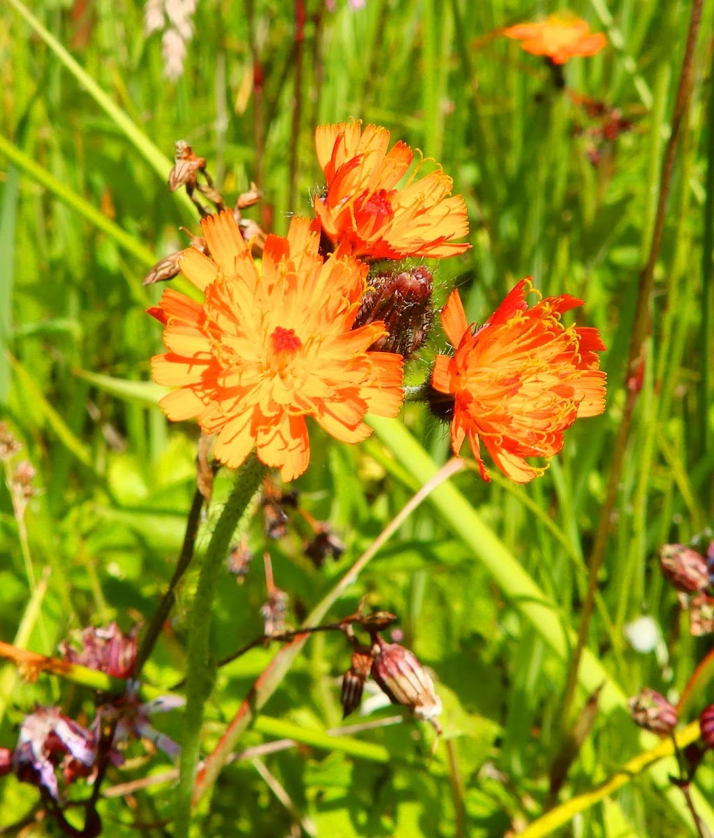 Orange hawkweed