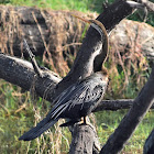 Darter  -  Snake Bird