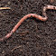 Earthworm