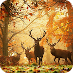 Cover Image of 下载 Deer Wallpaper Best 4K 1.02 APK